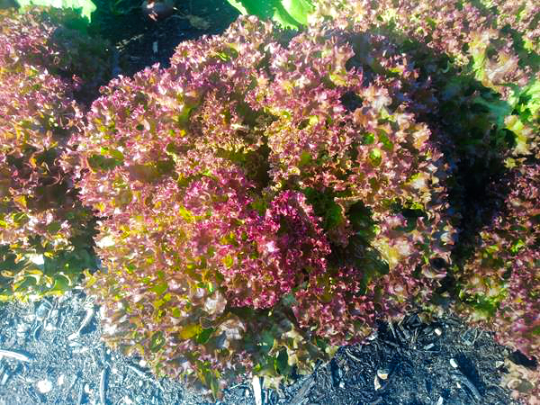 Bild von Alface roxa