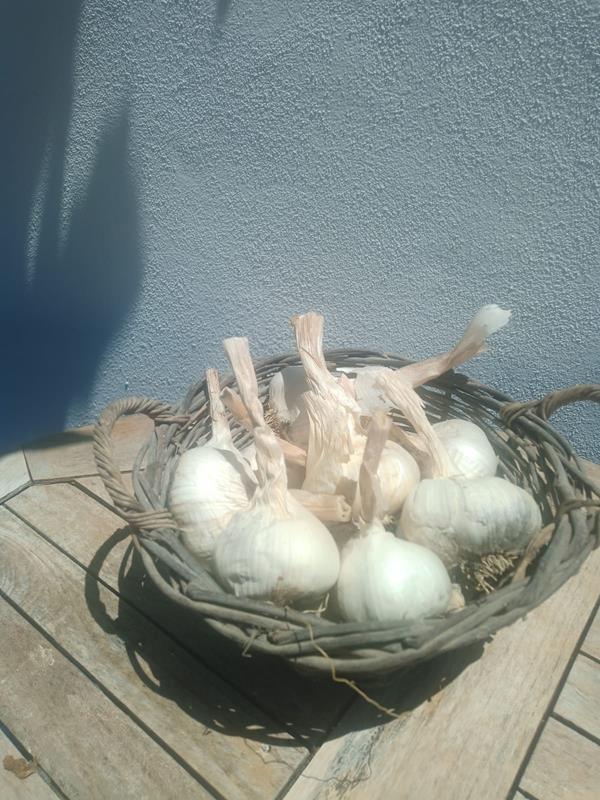 Bild von Alhos brancos
