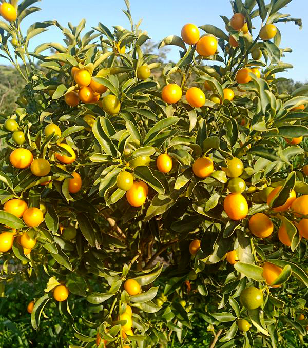 Bild von Kumquat