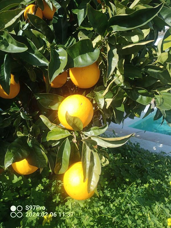 Bild von Laranja de diferentes variedades