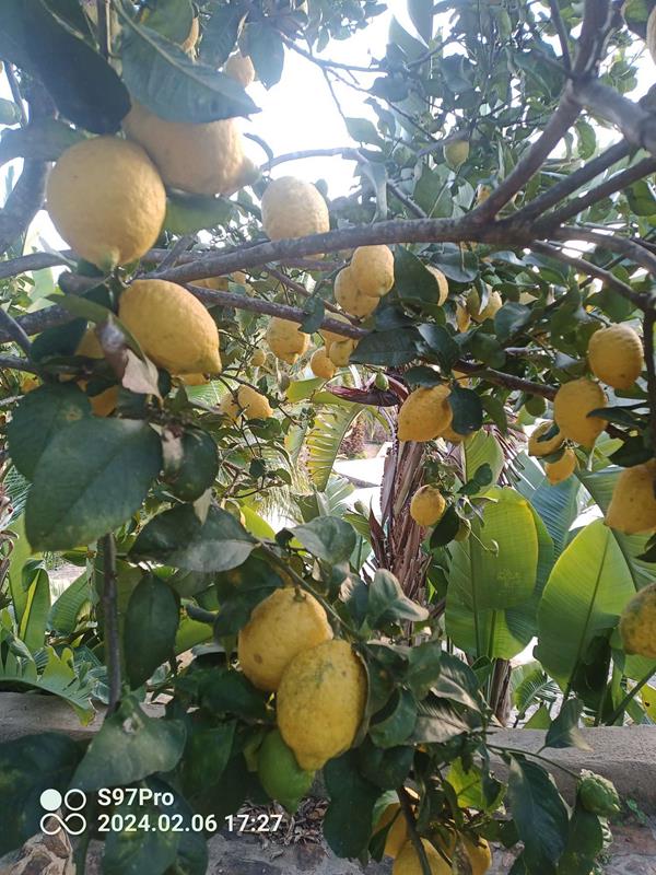 Bild von Lemon