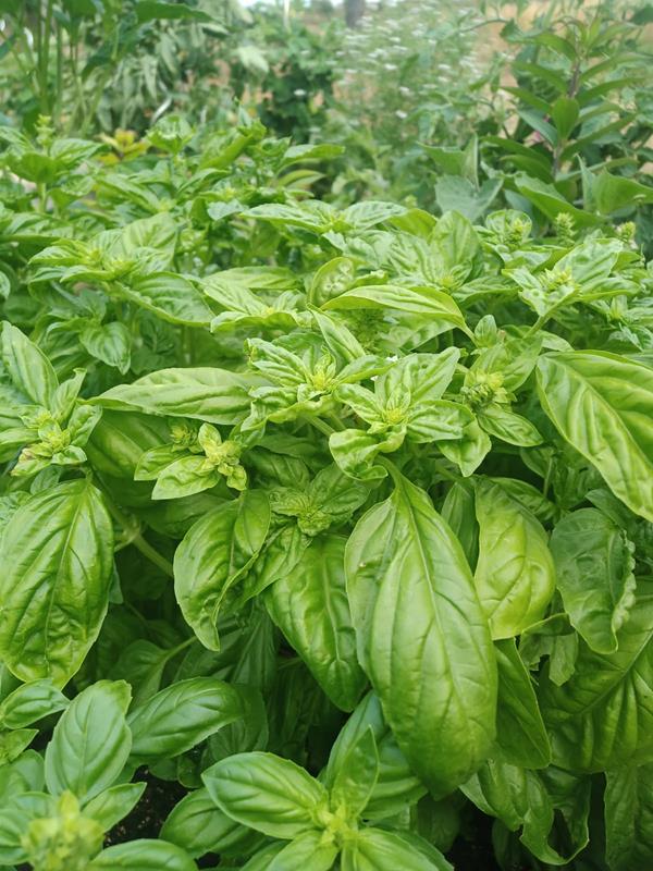 Bild von Basil