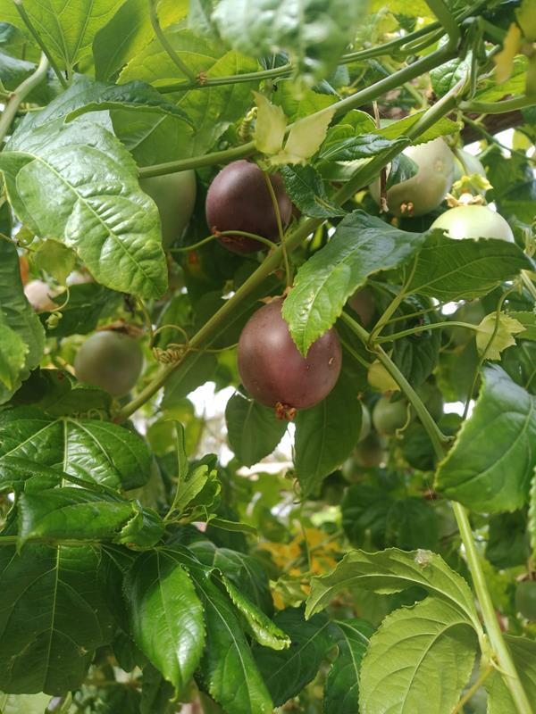 Bild von Maracujá roxo